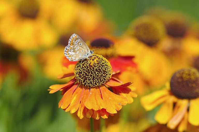 Common Blue butterfly and Helenium