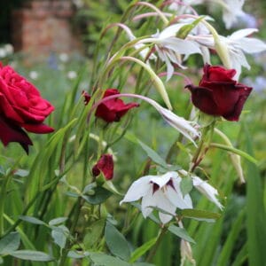 Managing two very different gardens - The Inner Temple and Lowther Castle