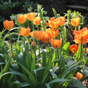 Planting for Droughts