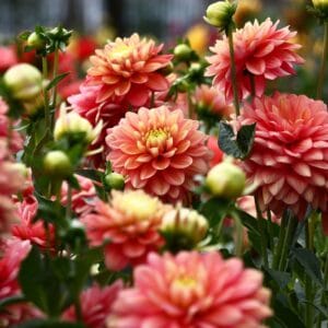 Dahlias with Arthur