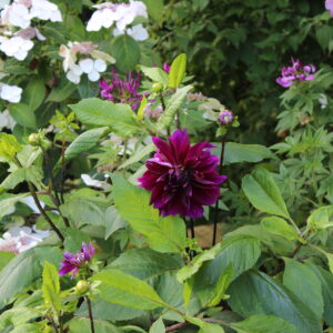 Gardens that last - Planting for a long season