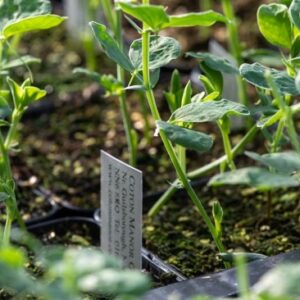 Propagation from Seeds and Cuttings