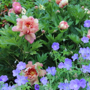 Layered planting and the mixed border