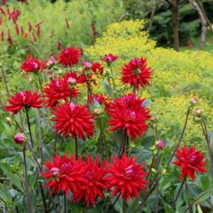 Dahlias with Arthur